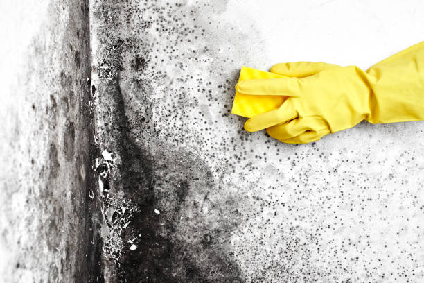  Providence, RI Mold Removal Pros