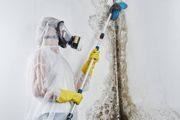 Best Crawl Space Mold Removal  in Providence, RI