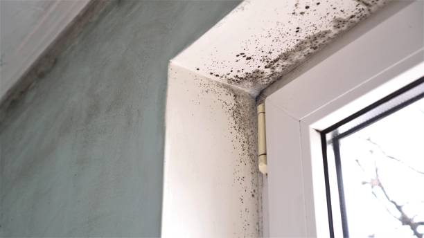 Best Certified Mold Removal  in Providence, RI
