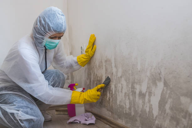 Best Office Mold Removal Services  in Providence, RI