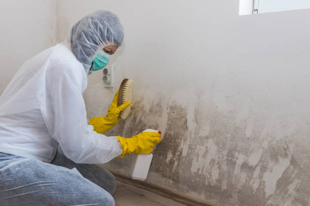 Mold Testing and Removal in Providence, RI