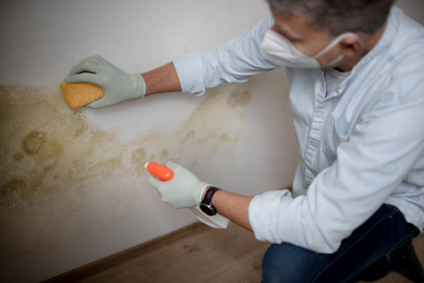 Best Mold Removal Process  in Providence, RI