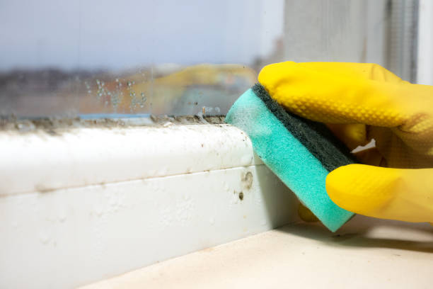 Best Fast Mold Removal  in Providence, RI
