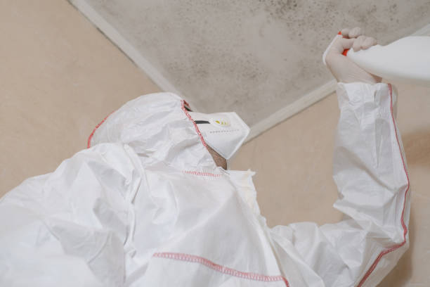 Trusted Providence, RI Mold Removal Experts