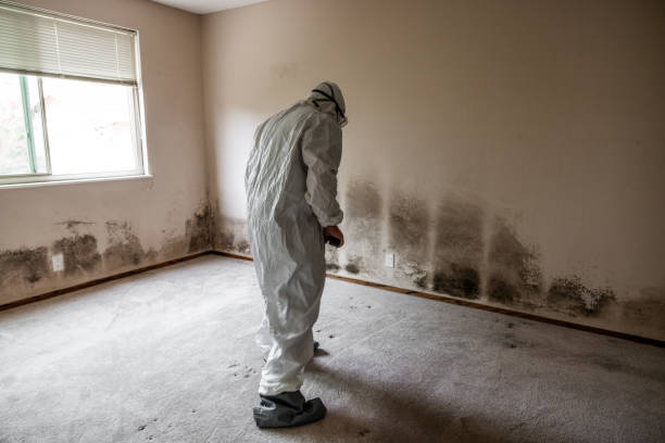 Best Mold Damage Repair  in Providence, RI