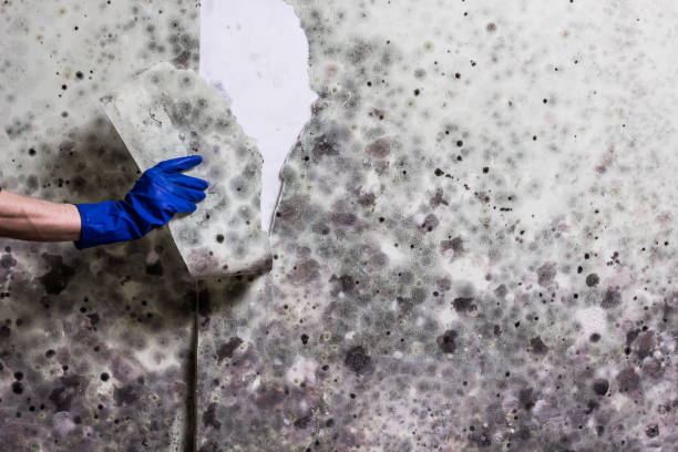 Best Home Mold Removal  in Providence, RI